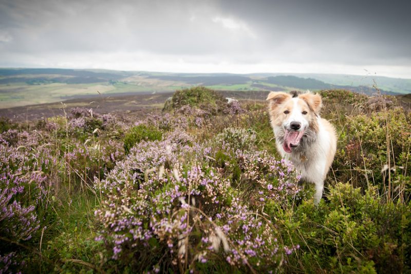 islou_co_uk-DSC_4270